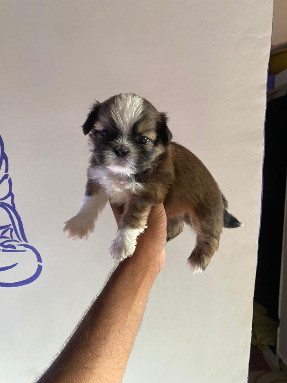 Purchase KCI Registered Shih Tzu Puppy from Jaipur